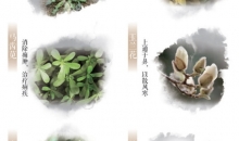 春日这些常见的花草 原来都是中药